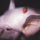 Image for article titled The Damned: Strawberries